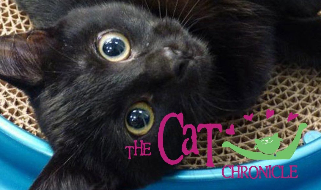 Cat Chronicle 2018-10