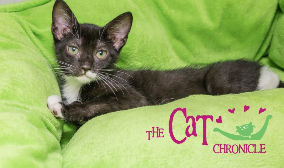 Image of Black Kitten Resting on a Neon Green Pillow with the Cat Chronicle Logo