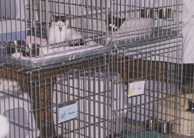 1998 - Kitty Cats in Garage Shelter