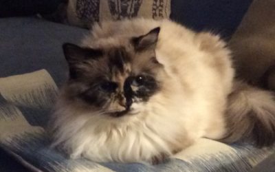 Dolly (Formerly Known As Penelope)