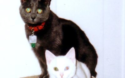 Our SAFE Haven Cat Family – Grace, Samantha, Connie, Barbie, Whitney, Bella and Kelly