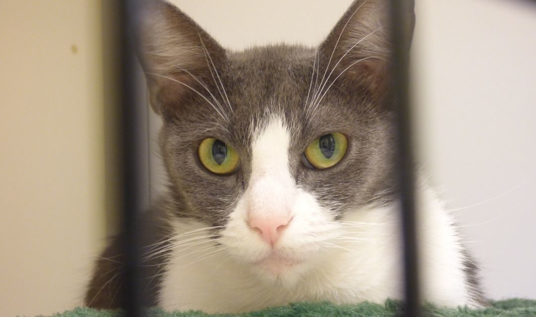 Gray Cat With White Mouth and Chest