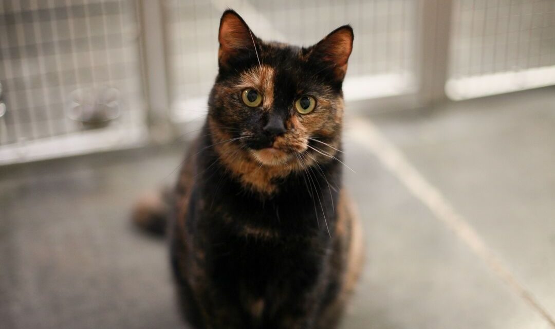 Tortoiseshell Cat Sitting On Floor and Staring at Camera