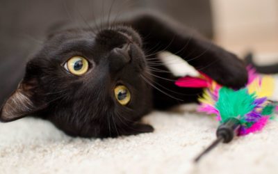 SAFE Haven Takes the Silver!