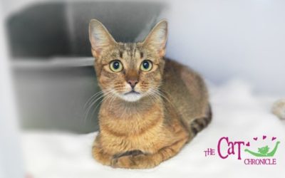 The Cat Chronicle – October 2021