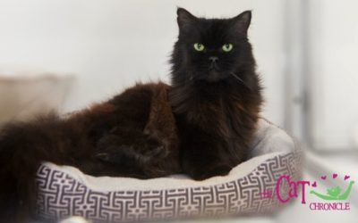 The Cat Chronicle – November 2021