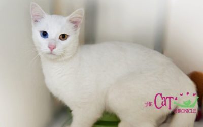 The Cat Chronicle – December 2021