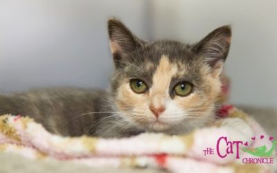 The Cat Chronicle – January 2022