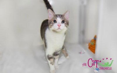 The Cat Chronicle – February 2022