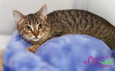 The Cat Chronicle – March 2022