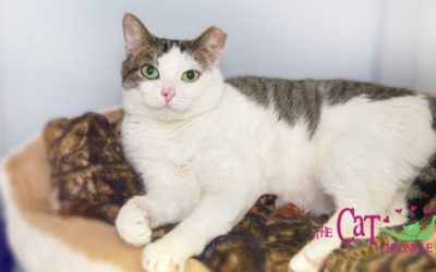 The Cat Chronicle – April 2022