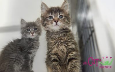 The Cat Chronicle – May 2022