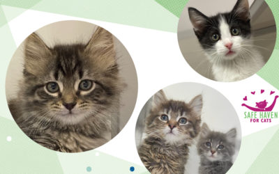 You are invited to a Kitten Shower!