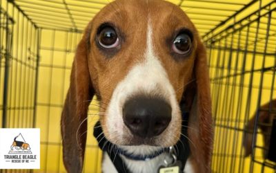 Why are we talking about dogs?