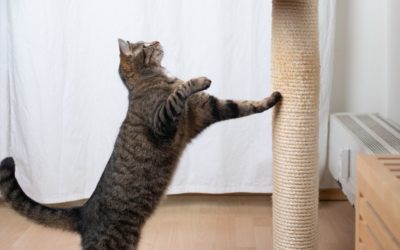 How to Prevent Inappropriate Scratching