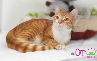 The Cat Chronicle – February 2023