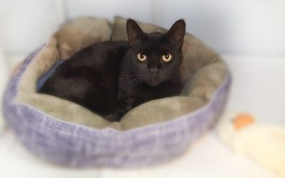 Queen Margaret Get Royal Treatment at SAFE Haven