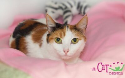 The Cat Chronicle – March 2023