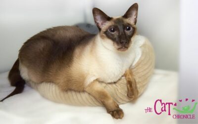 The Cat Chronicle – April 2023