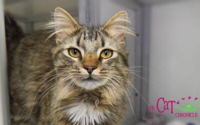 The Cat Chronicle – June 2023