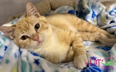 The Cat Chronicle – May 2023