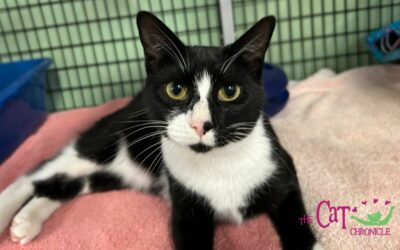 The Cat Chronicle – July 2023