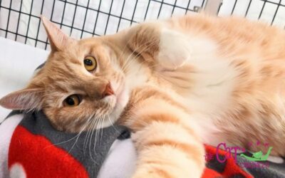 The Cat Chronicle – August 2023