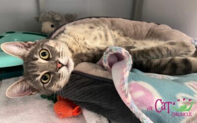 The Cat Chronicle – September 2023