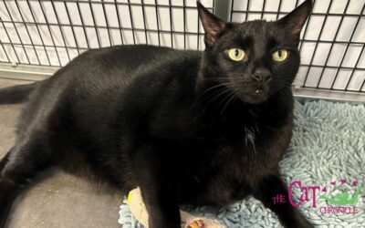 The Cat Chronicle – October 2023