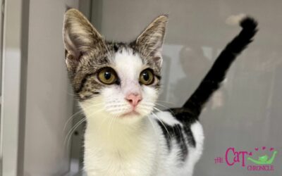 The Cat Chronicle – November 2023