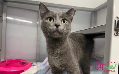 The Cat Chronicle – December 2023