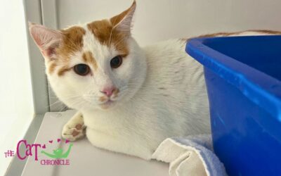 The Cat Chronicle – January 2024