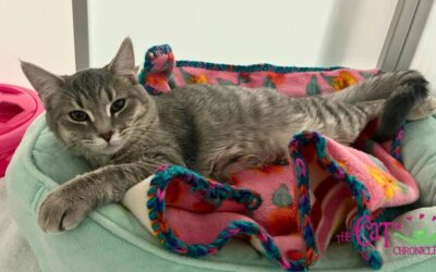 The Cat Chronicle – February 2024