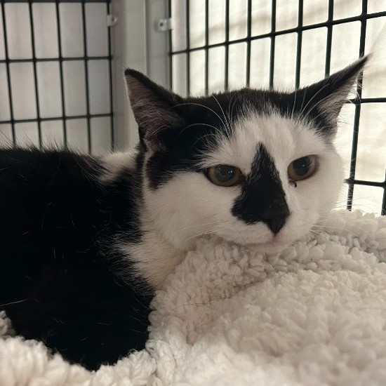 Kitty - Cute 550x550