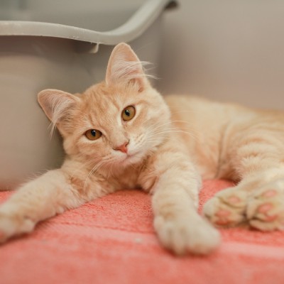 Kitty - Orange 400x400