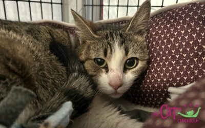 The Cat Chronicle – March 2024