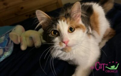 The Cat Chronicle – April 2024