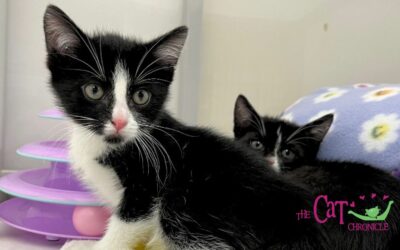 The Cat Chronicle – May 2024