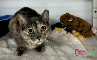 The Cat Chronicle – June 2024