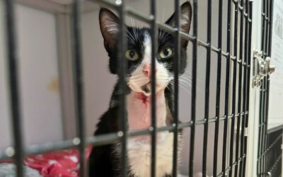 Saving Veronika & How You Can Help